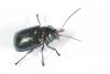 Cryptocephalus sp.